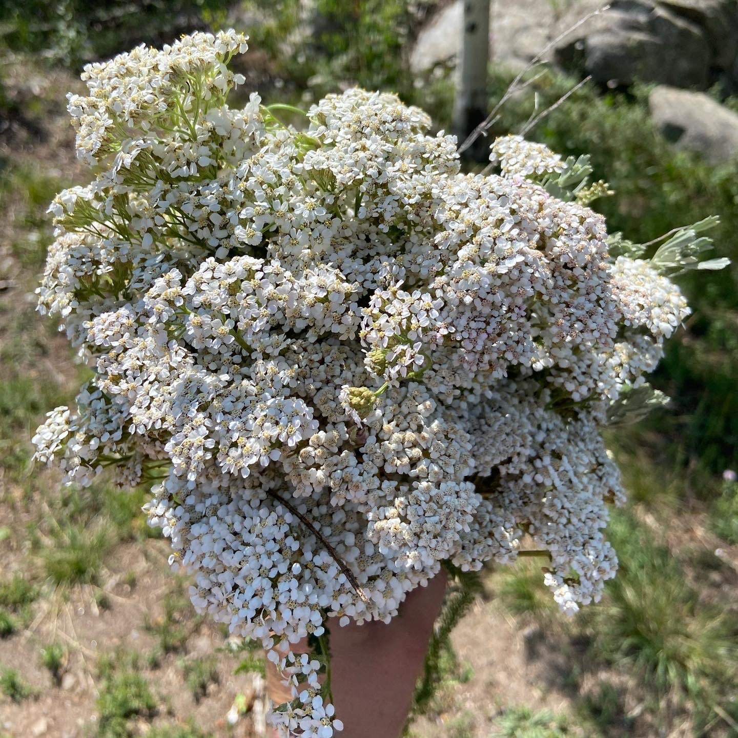 Mountain Spritz