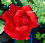 Rose Water